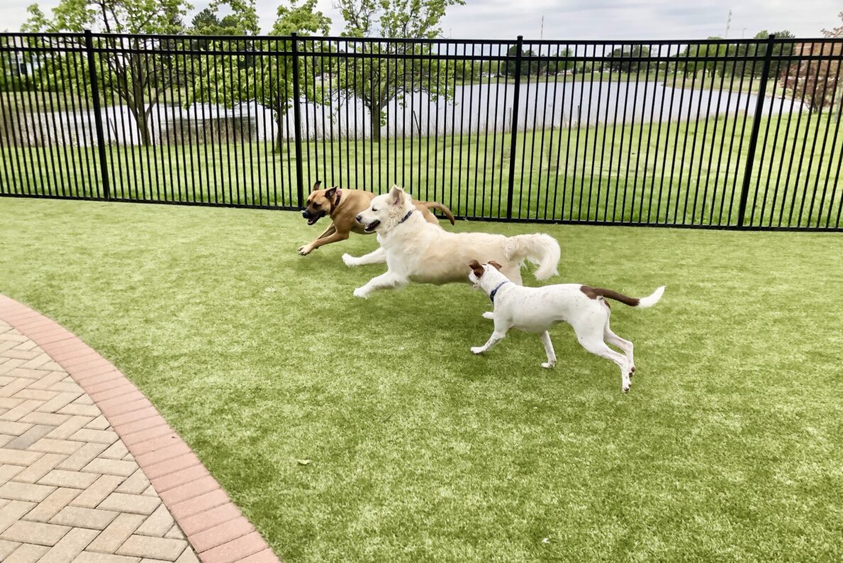 Pet Park
